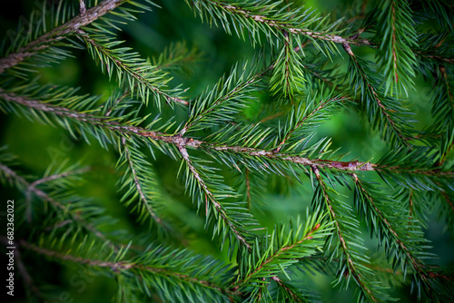 Winter background with green spruce branches. Close-up. Selective focus.