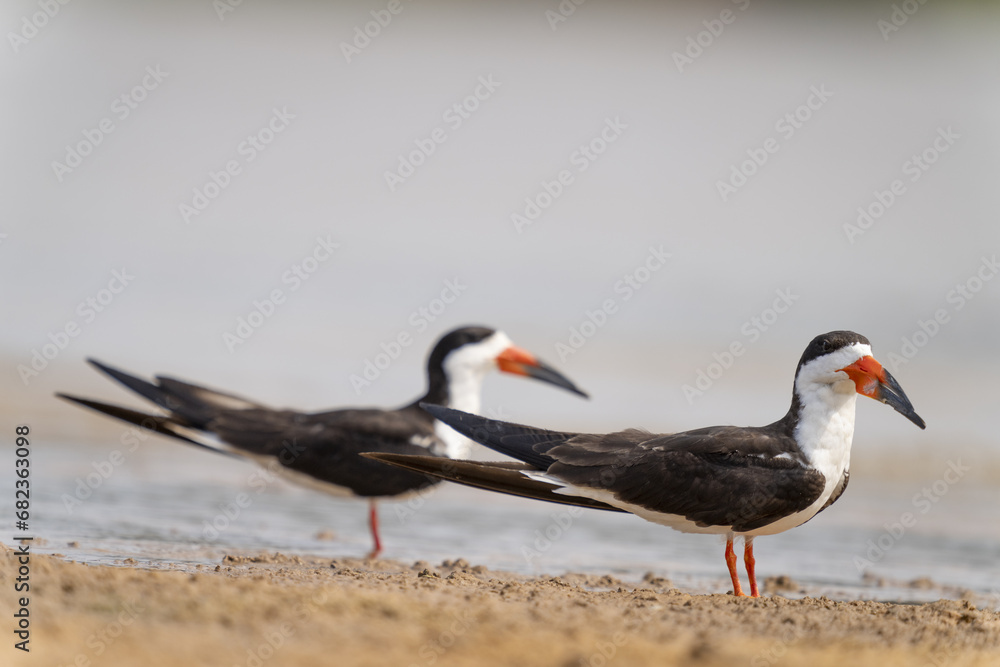 Fototapeta premium black skimmer in tropical Pantanal