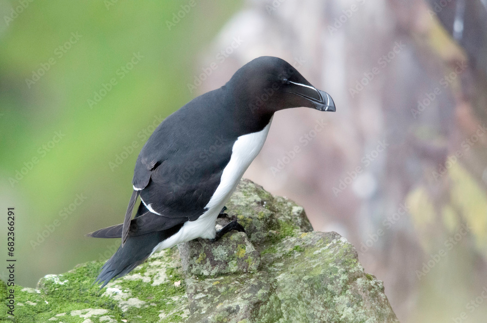 Fototapeta premium Razorbills