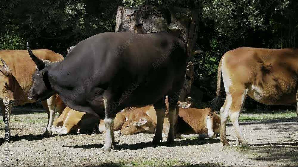 Banteng, Bos javanicus or Red Bull. It is a type of wild cattle But there are key characteristics that are different from cattle and bison: a white band bottom in both males and females. Banteng, Bos javanicus or Red Bull. It is a type of wild cattle But there are key characteristics that are different from cattle and bison: a white band bottom in both males and females.