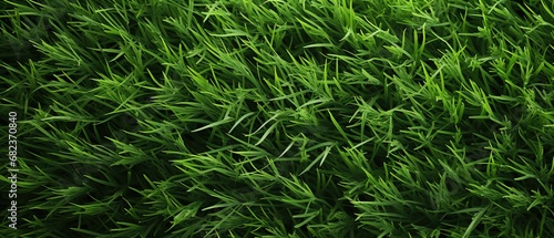 Grass background close-up view