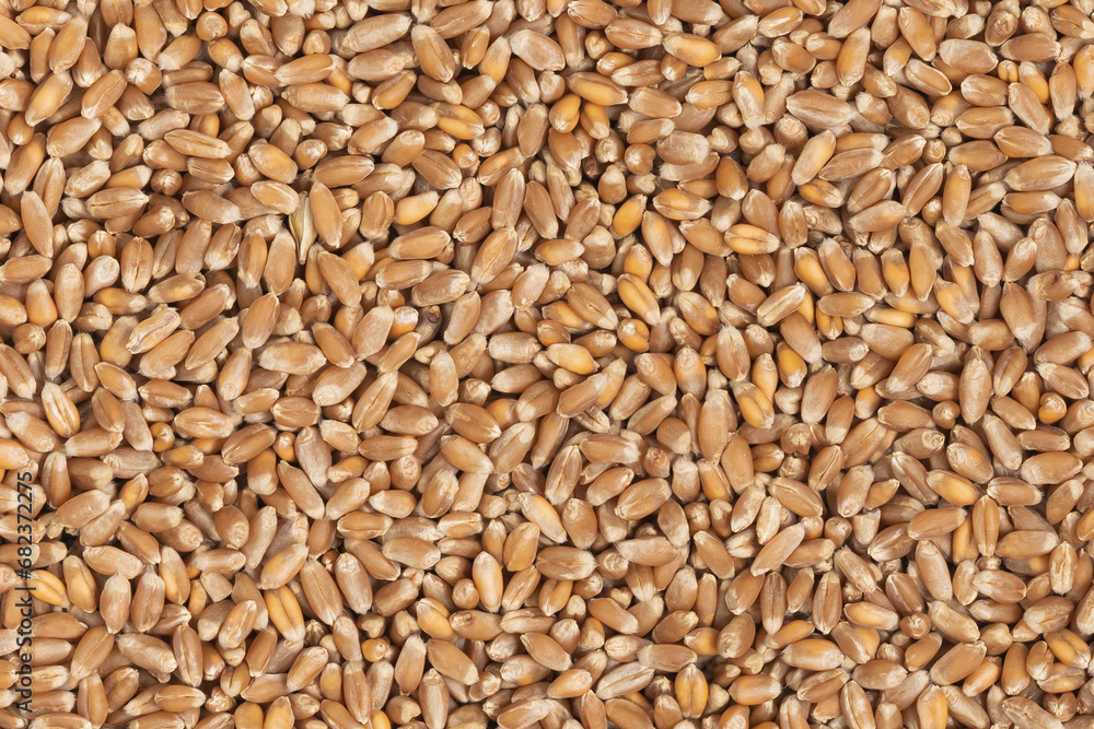 Whole background of grains of brown wheat. close up wheat seeds texture Whole background of grains of brown wheat. close up wheat seeds texture
