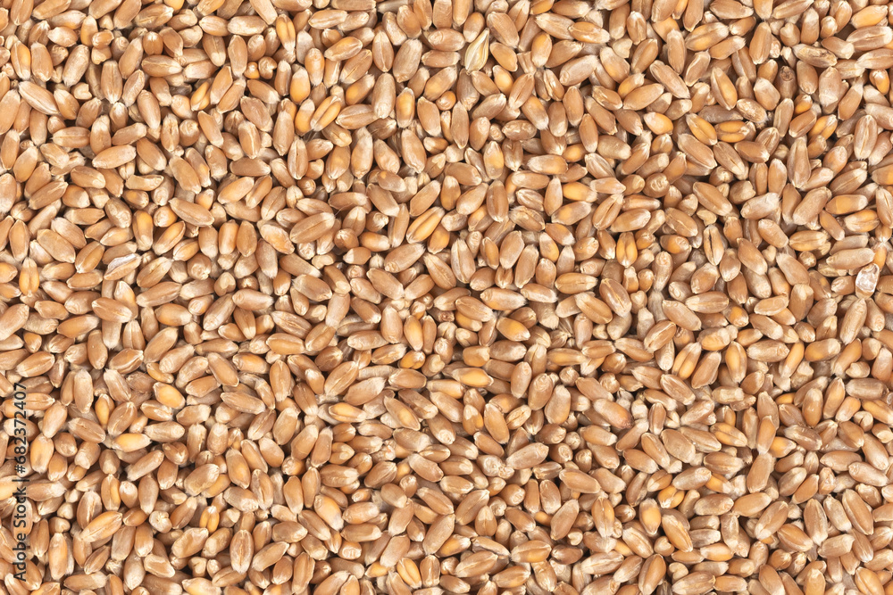 Whole background of grains of brown wheat. close up wheat seeds texture Whole background of grains of brown wheat. close up wheat seeds texture