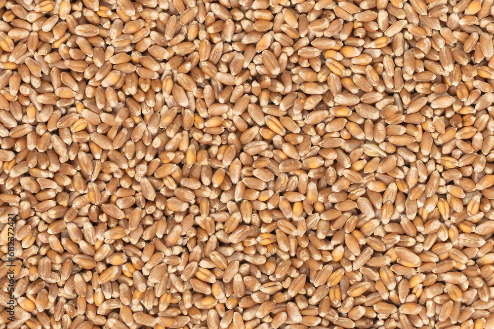 Whole background of grains of brown wheat. close up wheat seeds texture Whole background of grains of brown wheat. close up wheat seeds texture