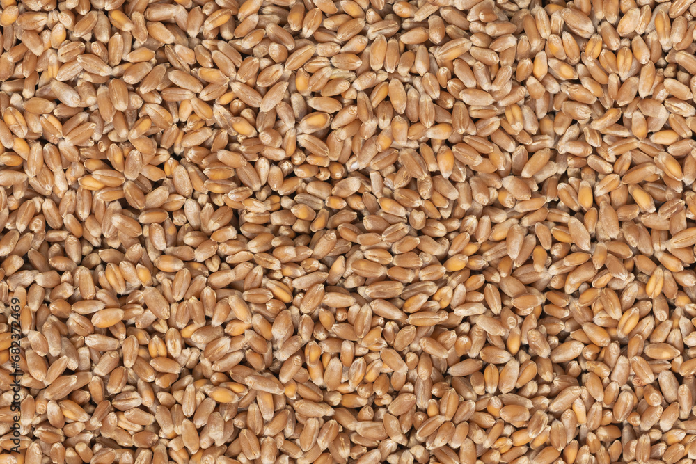 Whole background of grains of brown wheat. close up wheat seeds texture Whole background of grains of brown wheat. close up wheat seeds texture