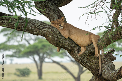 Tree climbing lion  sleeping in a tree. Serengeti National Park