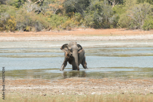 Elephants in Wilpattuwa National Park, Puttalam, Sri lanka