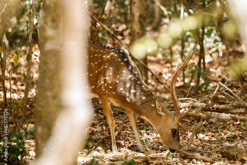 spotted deer in the forest of Wilpattuwa Sri lanka photo