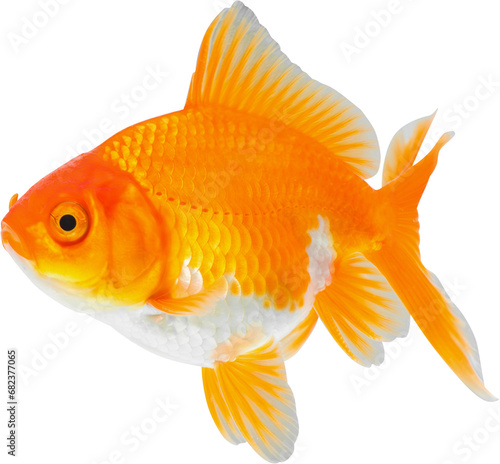 Oranda goldfish isolated on white background close up