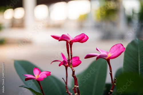 Beautiful pink frangipani flowers are blooming in the garden