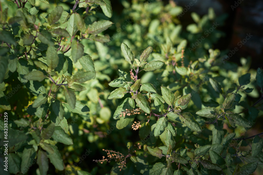 background of tulasi (or tulsi, holy basil plant), an aromatic plant of Indian origin, widely finds its use in Indian religion and as medicinal plant in alternative medicine (ayurveda). background of tulasi (or tulsi, holy basil plant), an aromatic plant of Indian origin, widely finds its use in Indian religion and as medicinal plant in alternative medicine (ayurveda).