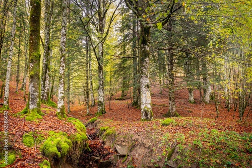 Colores de otoño en la Selva de Irati, Navarra un dia de Noviembre  con niebla y lluvia photo