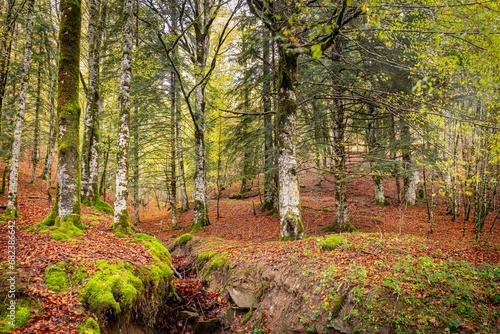 Colores de otoño en la Selva de Irati, Navarra un dia de Noviembre  con niebla y lluvia