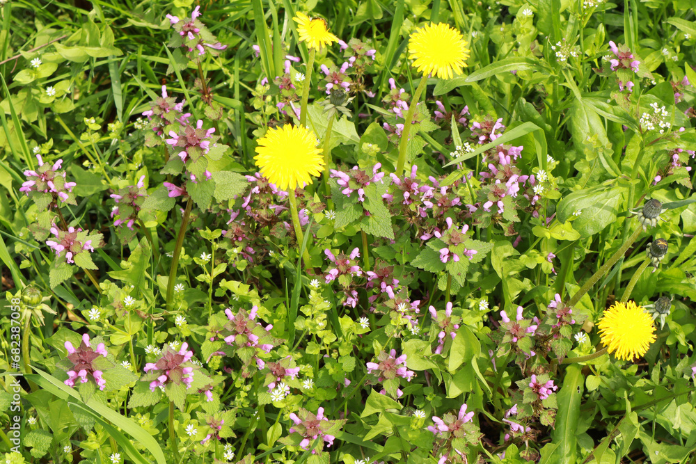 View of field with Lamium purpureum with dandelions