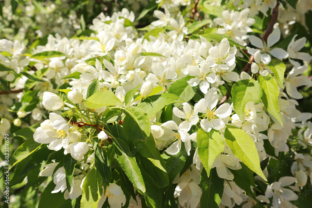 Close up view of white blooming apple tree in spring time Close up view of white blooming apple tree in spring time