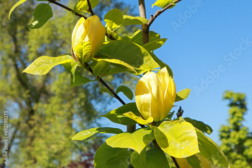  Close up view of yellow Magnolia acuminata photo