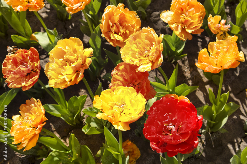 Field with yellow and orange tulips in sunny day outside Field with yellow and orange tulips in sunny day outside