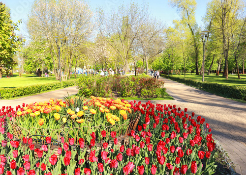 Park "Natalka" with blooming tulips in Kyiv, Ukraine