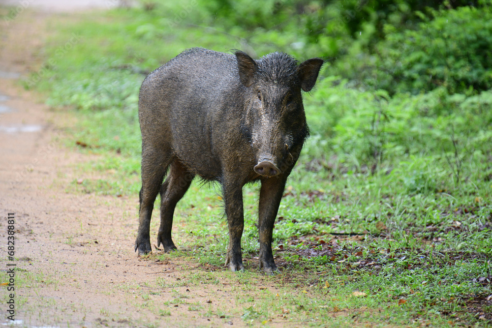 Fototapeta premium Sri Lankan Wild Boar