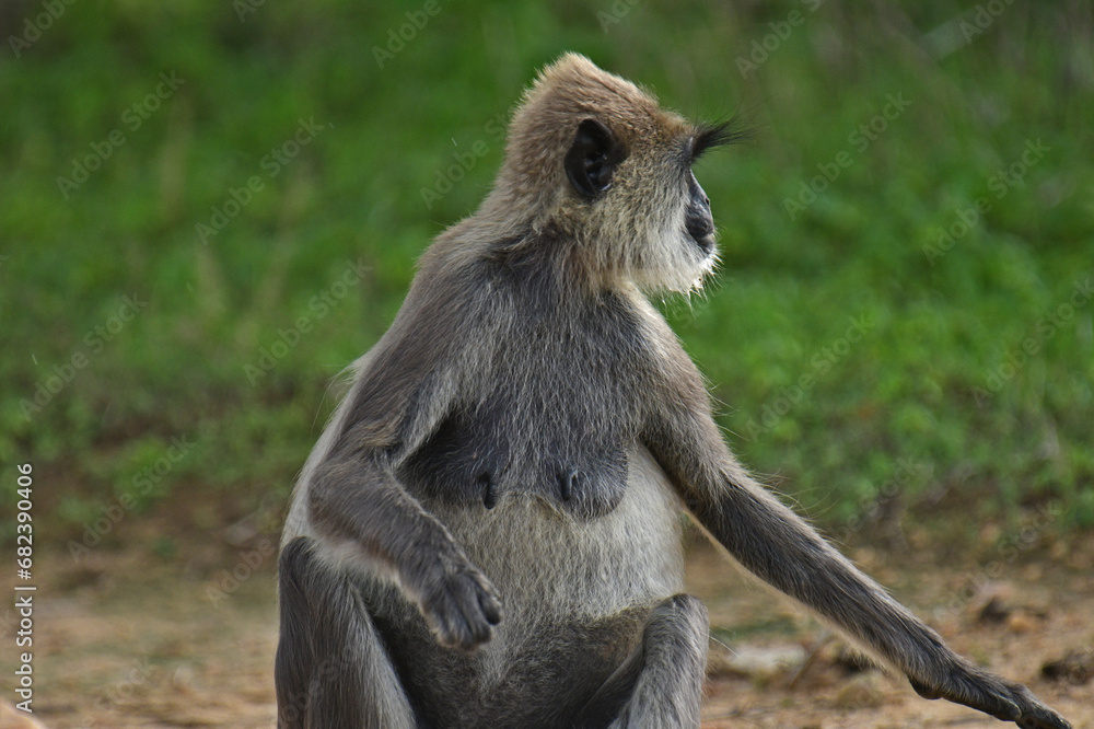 Gray langur monkeys .