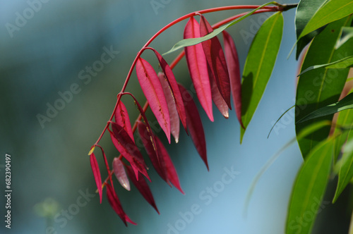 Ceylon iron wood tree leaves