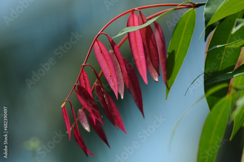 Ceylon iron wood tree leaves photo