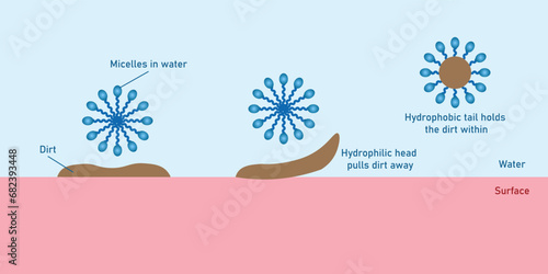 Cleansing action of soap diagram. Scientific resources for teachers and students. Vector illustration.