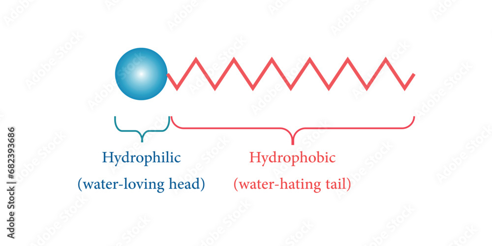 Parts of surfactants. Head and tail of hydrophilic. Nonionic, anionic, cationic and amphoteric. Scientific resources for teachers and students.