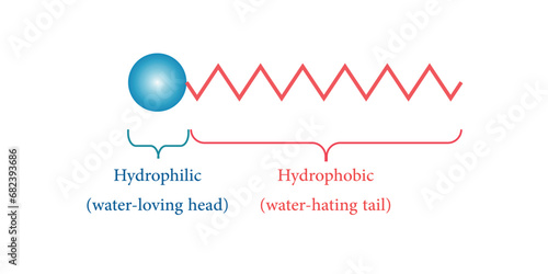Parts of surfactants. Head and tail of hydrophilic. Nonionic, anionic, cationic and amphoteric. Scientific resources for teachers and students. photo