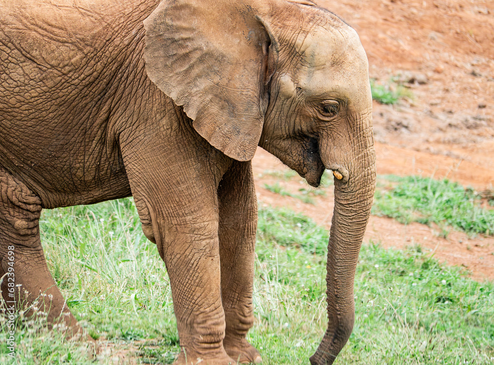 Obraz premium beautiful photograph elephant poster