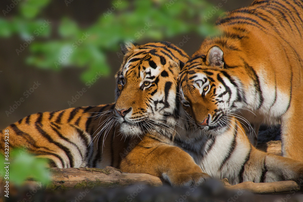 Sibirische Tiger (Panthera tigris altaica) Paar Sibirische Tiger (Panthera tigris altaica) Paar