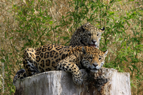 Jaguar  Panthera onca  Raubtier auf Baumstamm