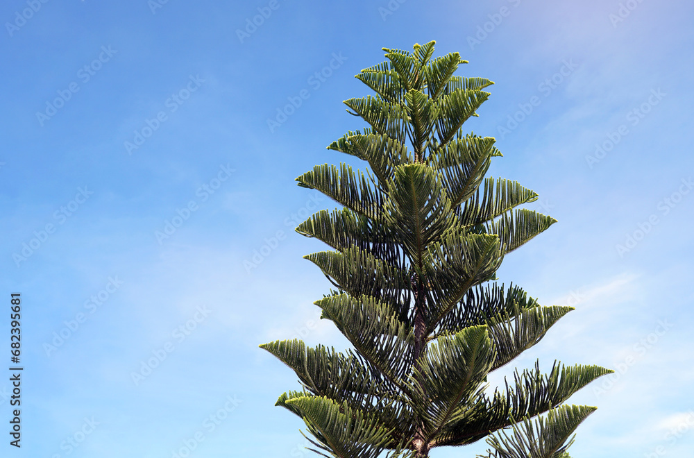 coral reef araucaria or Norfolk Island pine tree on sky background. it is an ornamental plant, branched out into layers beautiful green leaves. Soft and selective focus. coral reef araucaria or Norfolk Island pine tree on sky background. it is an ornamental plant, branched out into layers beautiful green leaves. Soft and selective focus.
