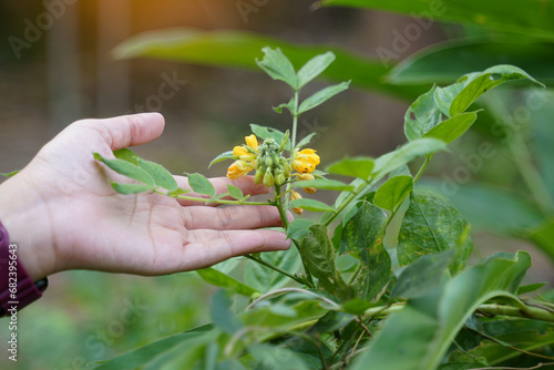 Senna hirsuta is a legume with yellow flowers, hairy stems, and curved pods. It is a medicinal plant that helps to induce sleep, relieve fever, and relieve urinary problems. photo