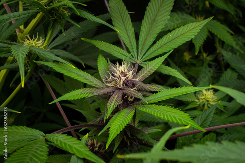 cannabis plants in vegetative stage