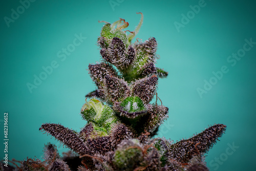 cannabis plants in vegetative stage