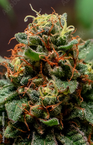 cannabis plants in vegetative stage