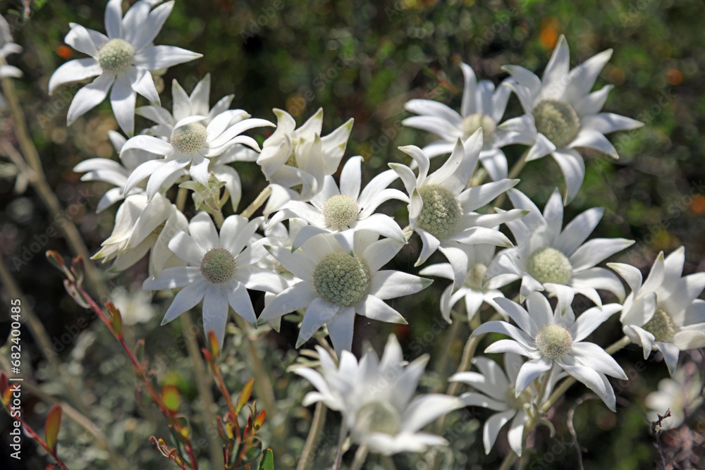 Closeup overhead view of a sunlit group of Flannel flowers in spring, New South Wales Australia
Closeup overhead view of a sunlit group of Flannel flowers in spring, New South Wales Australia