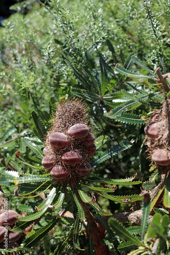 Old Man Banksia seedpod, New South Wales Australia
 photo