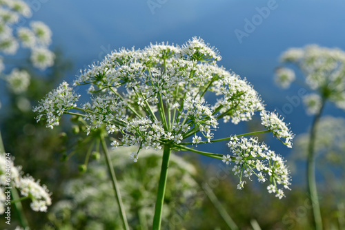 Berg-Laserkraut, Bergkümmel // Laserwort (Laserpitium siler) - Stol, Slowenien