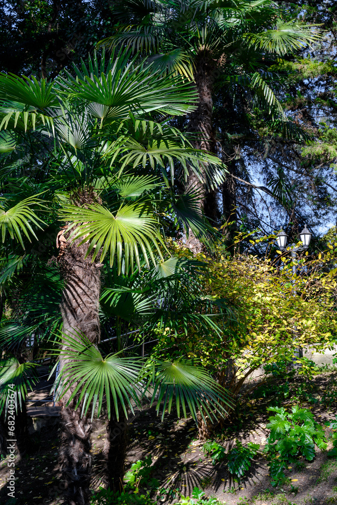 Tropical dense park with palm trees and a lantern Tropical dense park with palm trees and a lantern