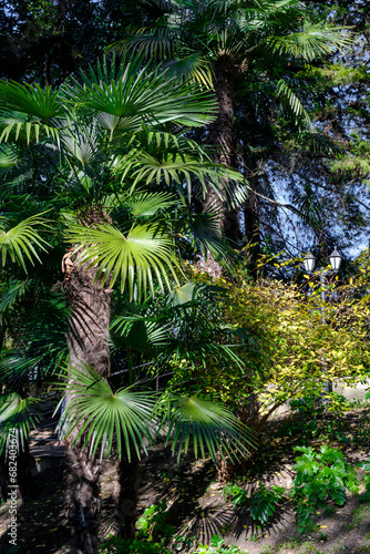 Tropical dense park with palm trees and a lantern