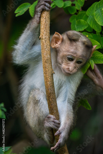 Bonnet macaque 