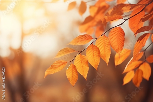Autumn orange leaves fall background