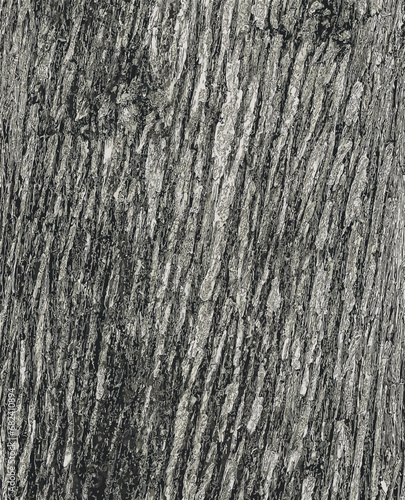 Vector illustration of Texture of Juniperus virginiana bark. Old juniper tree skin background.
