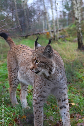 ryś, natura, zwierzęta, przyroda, dzika przyroda, photo