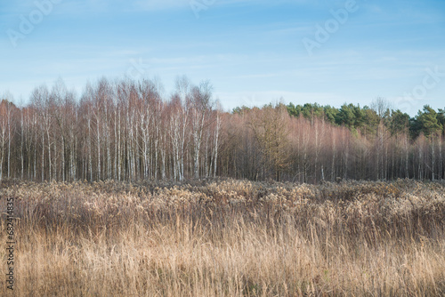 Fototapeta Naklejka Na Ścianę i Meble -  brzozy