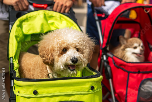 Photography Cute and Adorable dogs in a perambulator