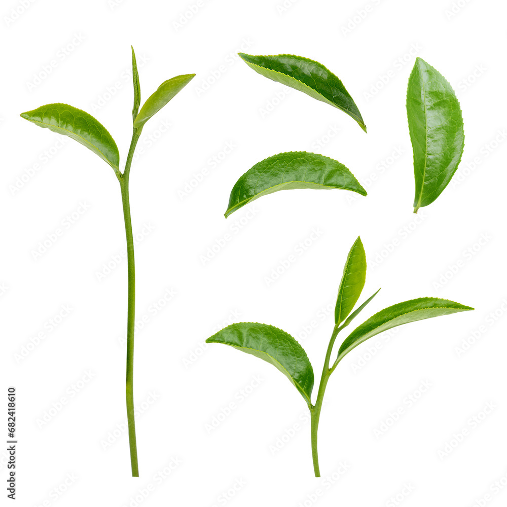 Fototapeta premium Fresh green tea leaf on transparent background png