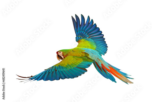 Colorful flying Shamlet macaw isolated on transparent background png file © Passakorn